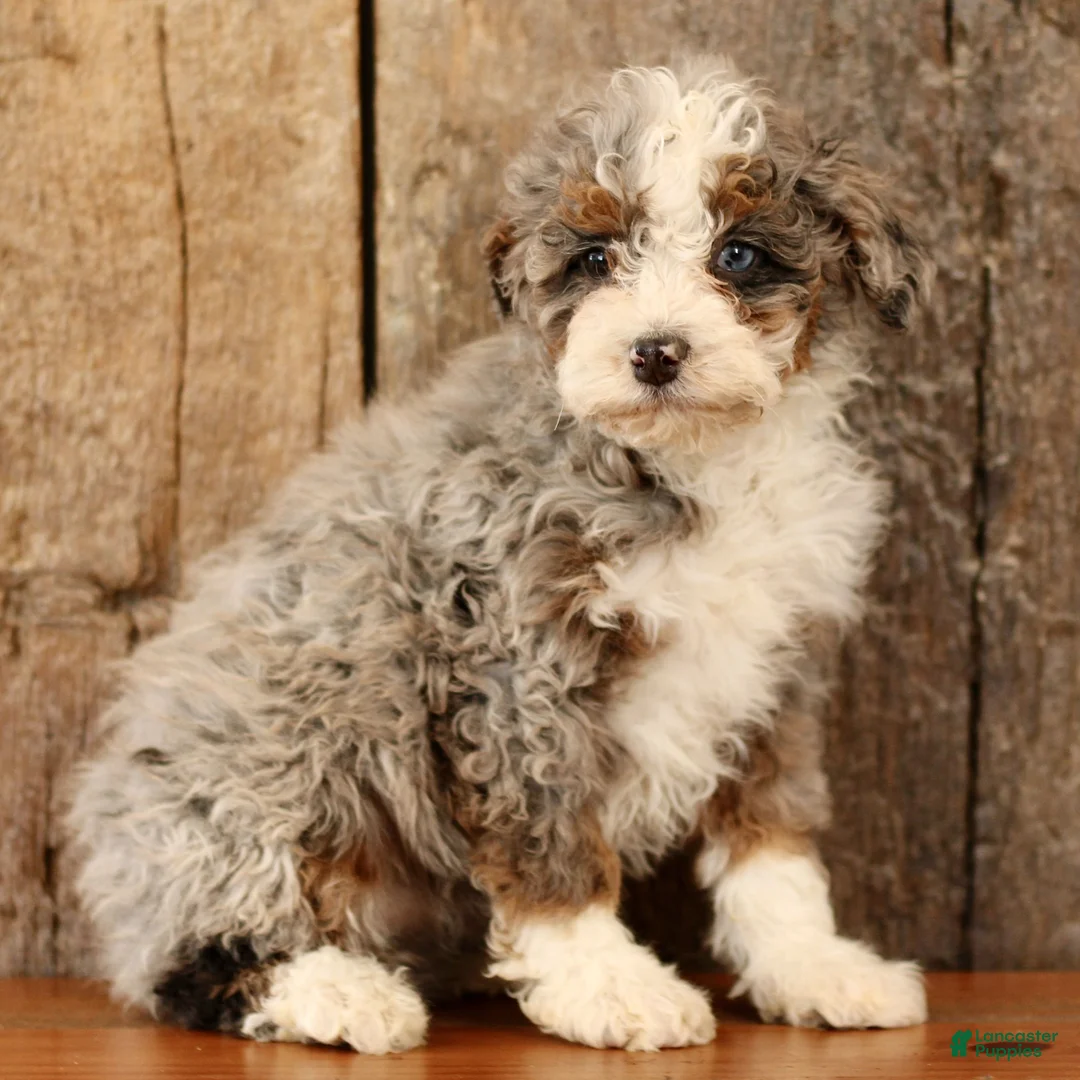 Mini Bernedoodle dogs for sale: Kiara  - Ad 1