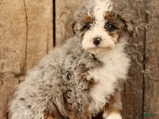 Mini Bernedoodle dogs for sale: Kiara - Ad 2
