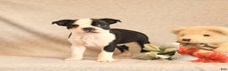 Boston Terrier dogs for sale: Forrest - Ad 3