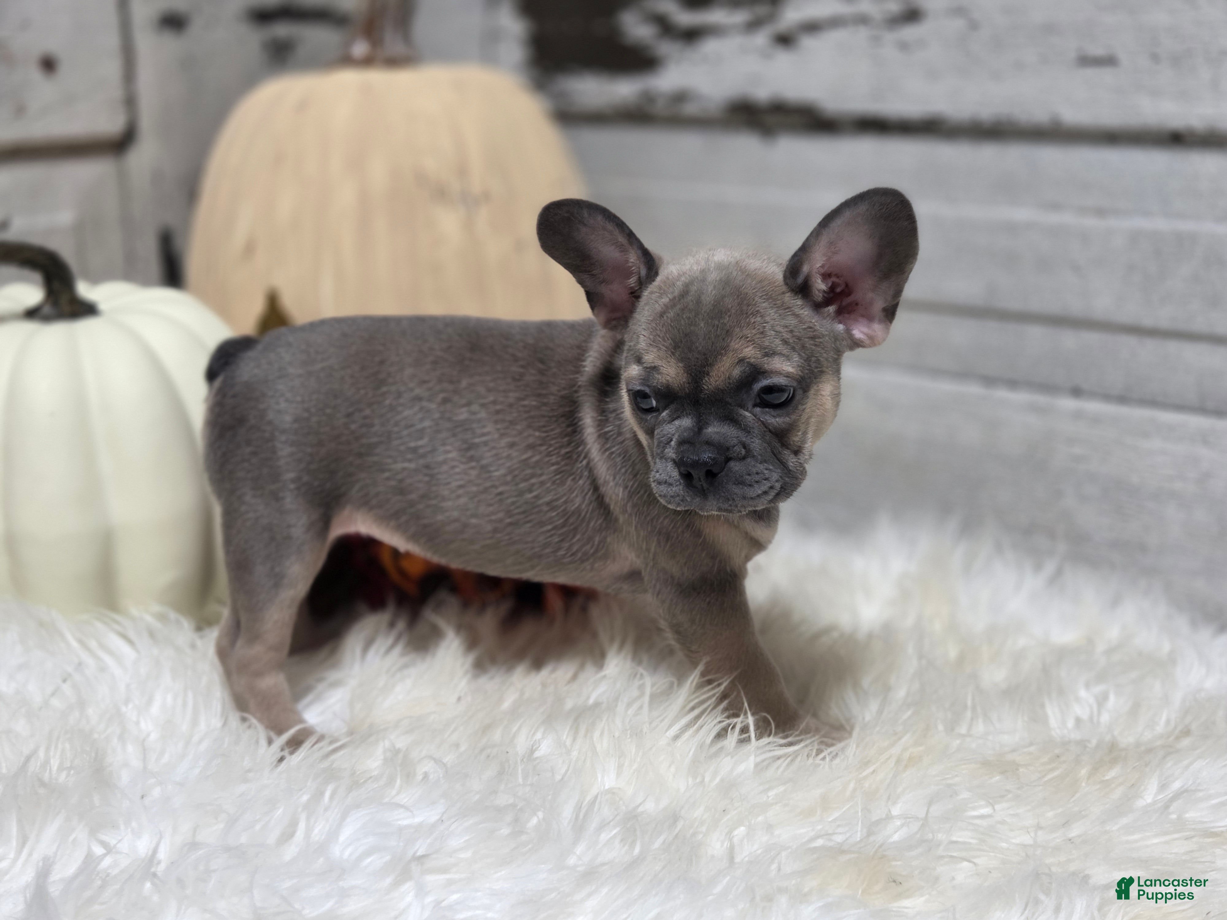 French Bulldog dogs Paige - Ad 35