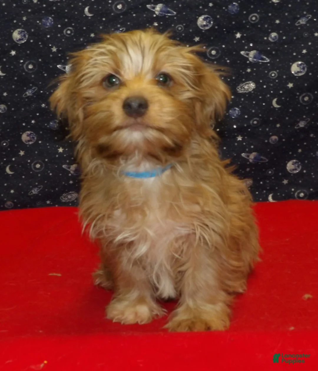 Yochon dogs for sale: John - Ad 4