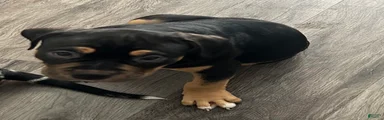 American Bully 3