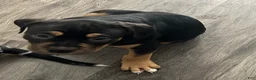 American Bully dogs for sale: American Bully 3 - Ad 1