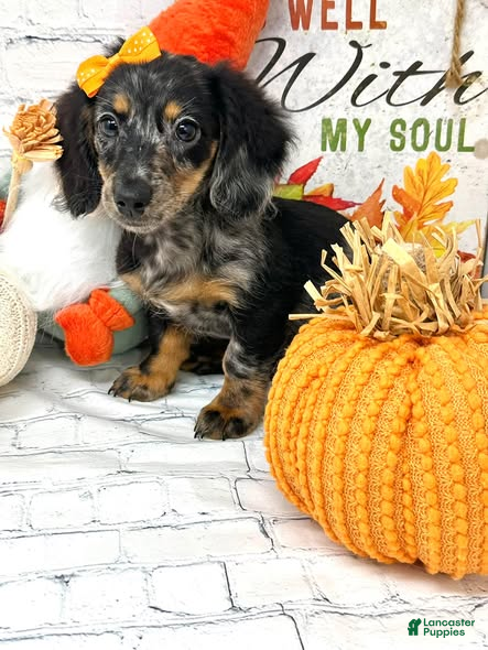 Miniature Dachshund dogs Alex - Ad 2