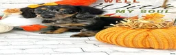 Miniature Dachshund dogs for sale: Alex - Ad 2