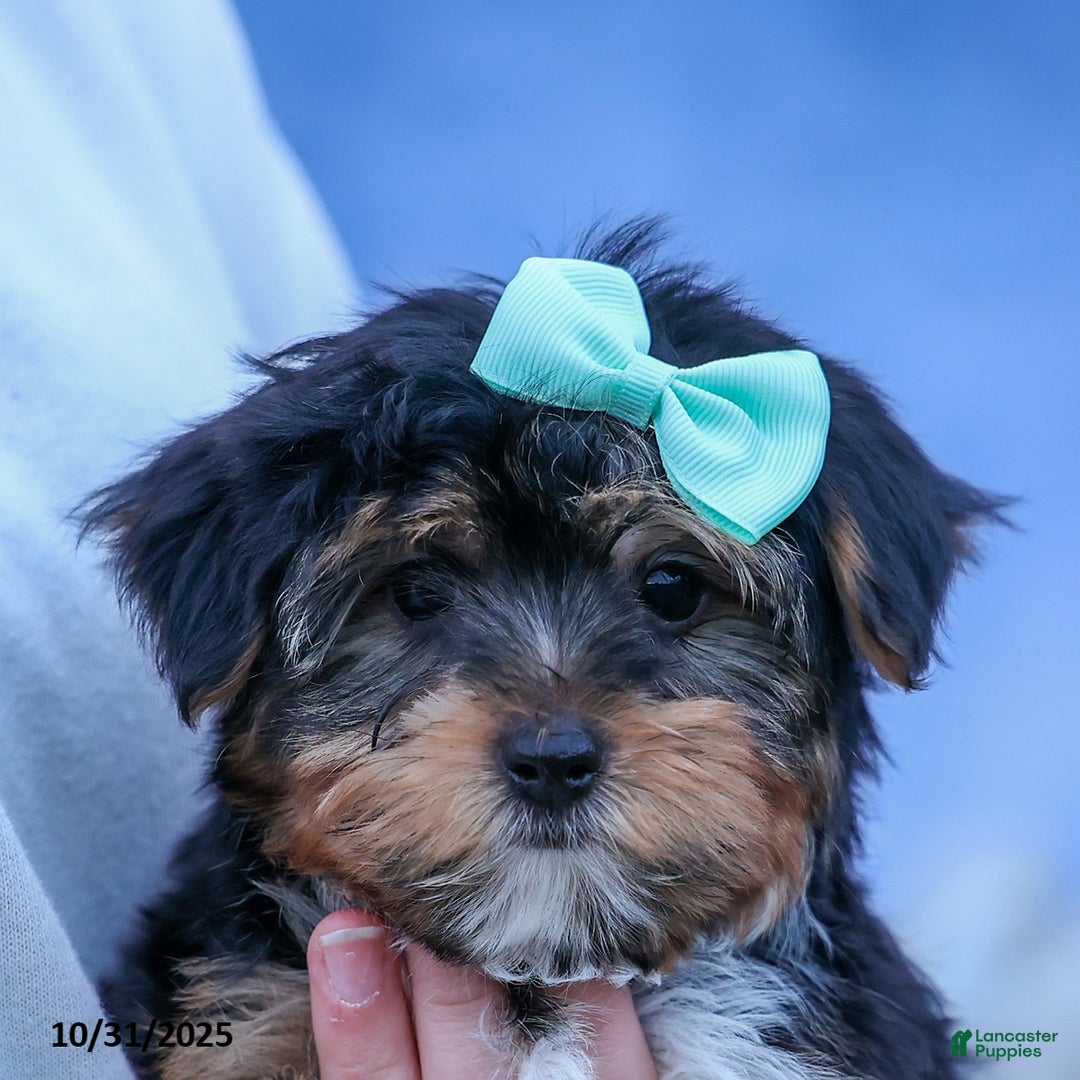 Yorkshire Terrier dogs for sale: Chip - Ad 15