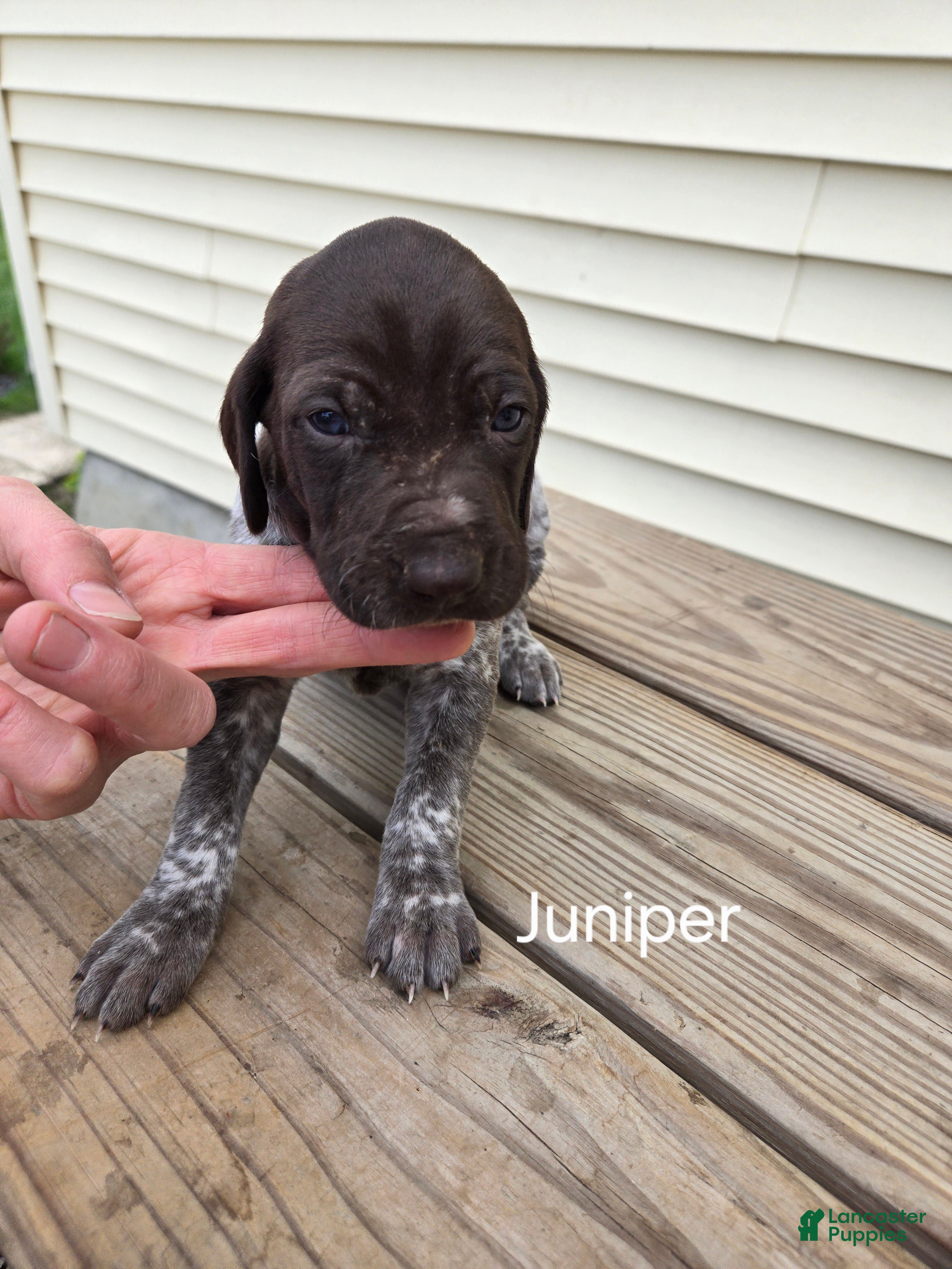 German Shorthaired Pointer dogs Juniper  - Ad 2