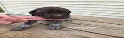 German Shorthaired Pointer dogs for sale: Juniper  - Ad 2