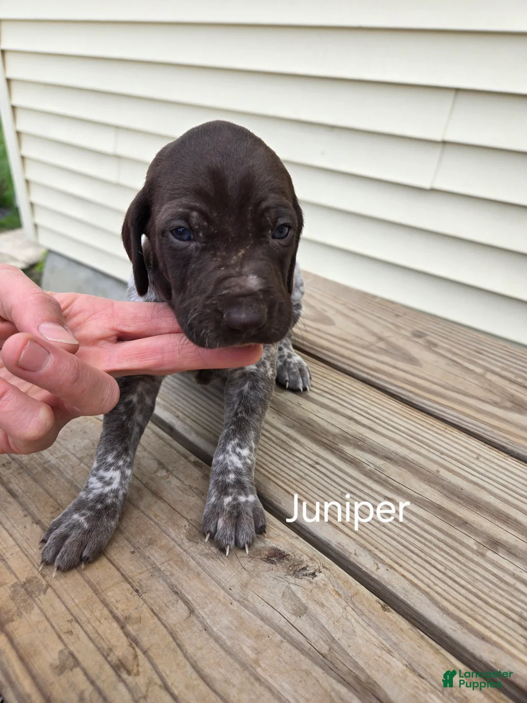 German Shorthaired Pointer dogs for sale: Juniper  - Ad 2