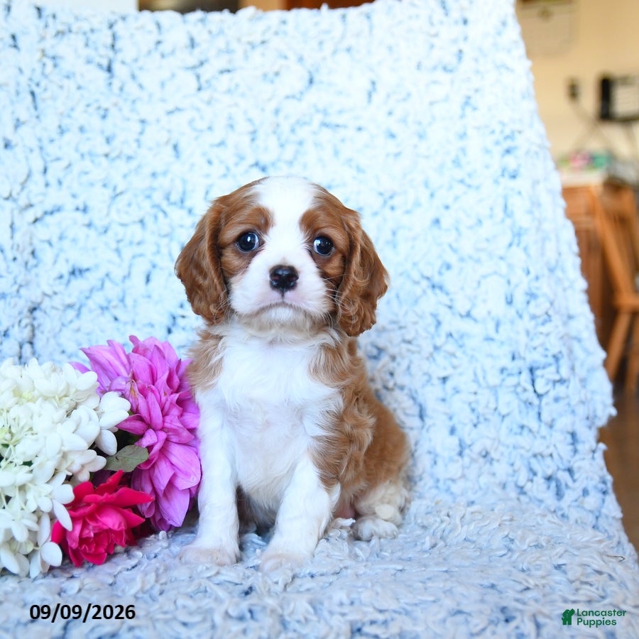 Cavalier King Charles Spaniel dogs Zephaniah - Ad 1