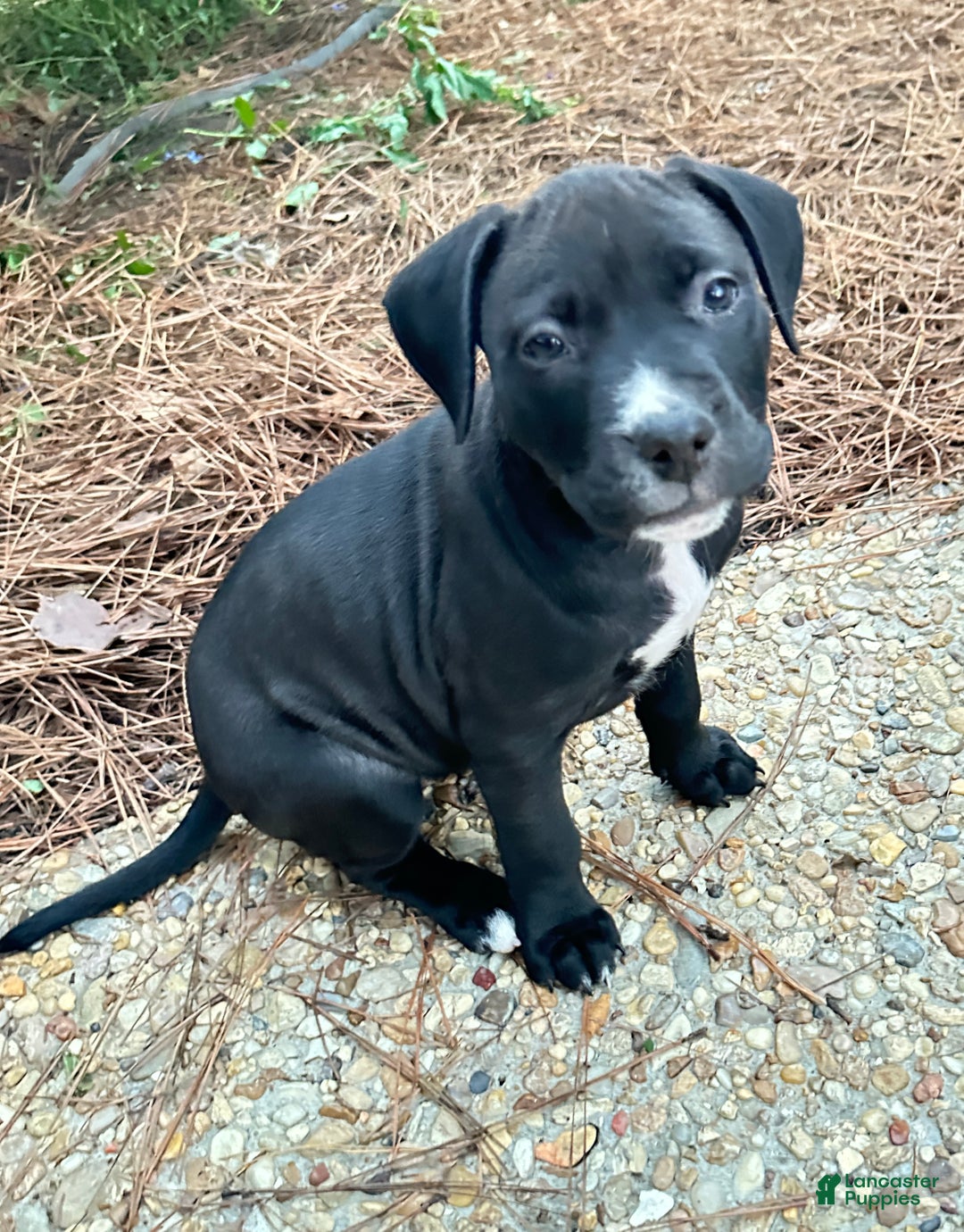 American Pit Bull Terrier dogs for sale: Luna - Ad 3