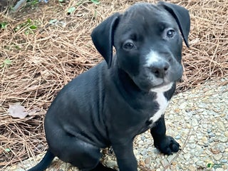 American Pit Bull Terrier dogs Luna - Ad 16