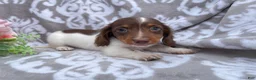 Miniature Dachshund dogs for sale: Heather - Ad 6