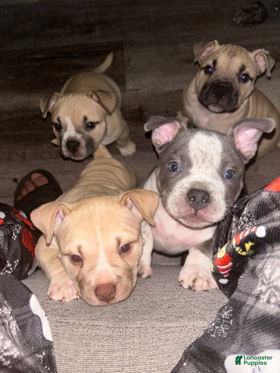 American Bully dogs for sale: Blue Cheese - Ad 1