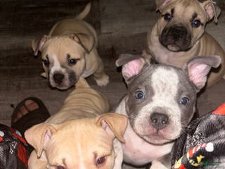 American Bully dogs Blue Cheese - Ad 8
