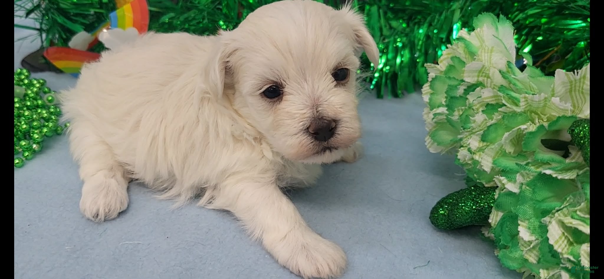 Maltese dogs Maltese Puppy 1 - Ad 2