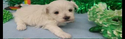 Maltese dogs for sale: Maltese Puppy 1 - Ad 2