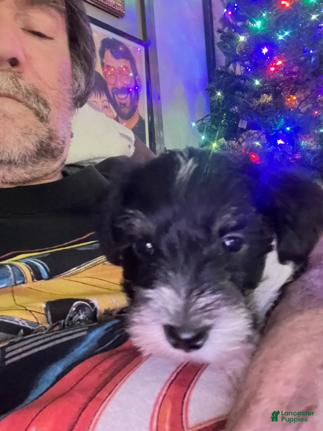 Miniature Schnauzer dogs for sale: Miniature Schnauzer Lucy  - Ad 1