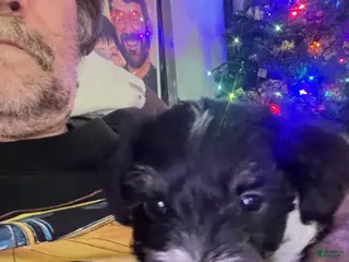 Miniature Schnauzer dogs Miniature Schnauzer Lucy - Ad 19