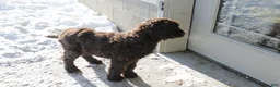 Newfypoo dogs for sale: Roxy - Ad 4