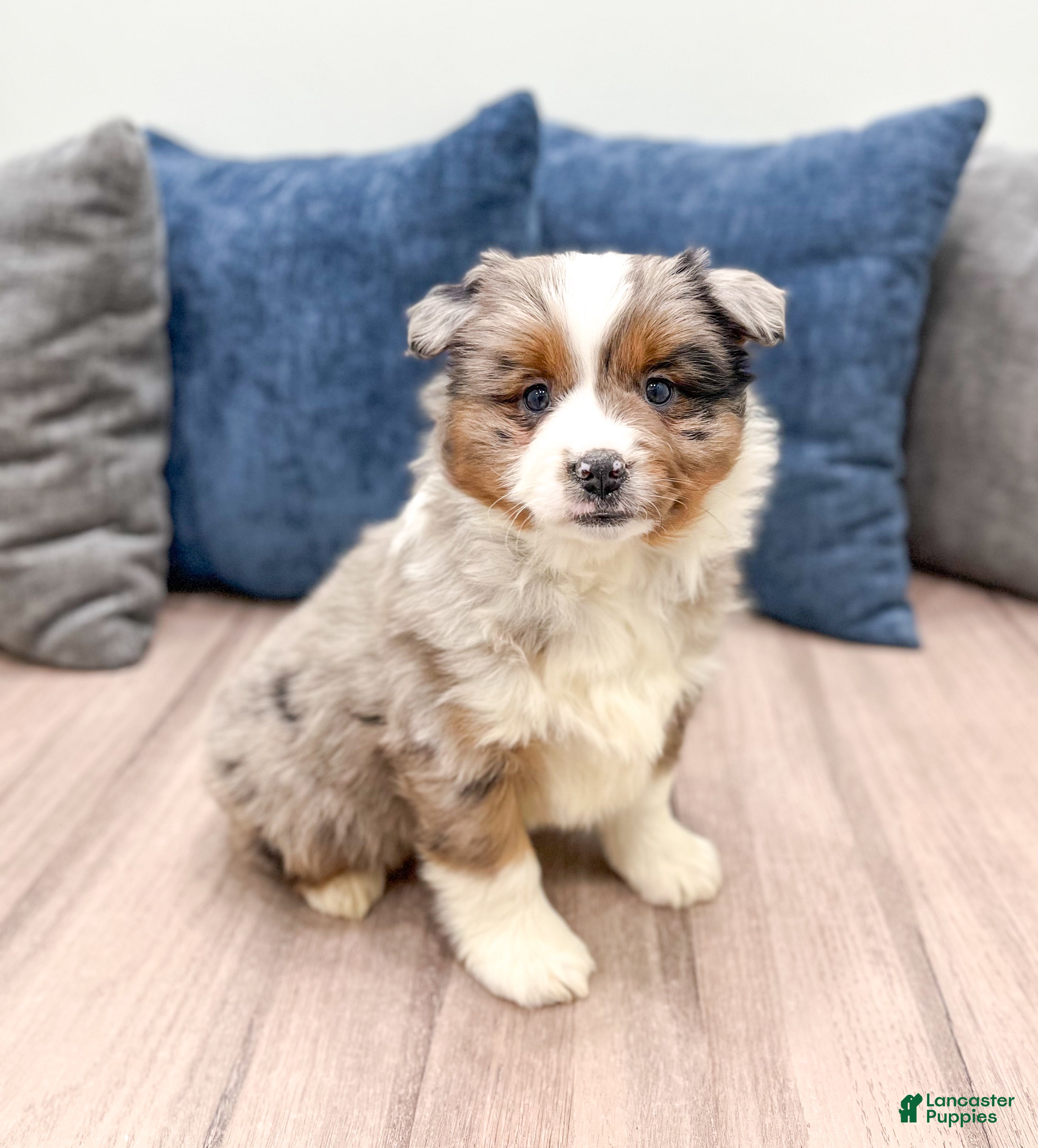Miniature Australian Shepherd dogs Joy - Ad 1