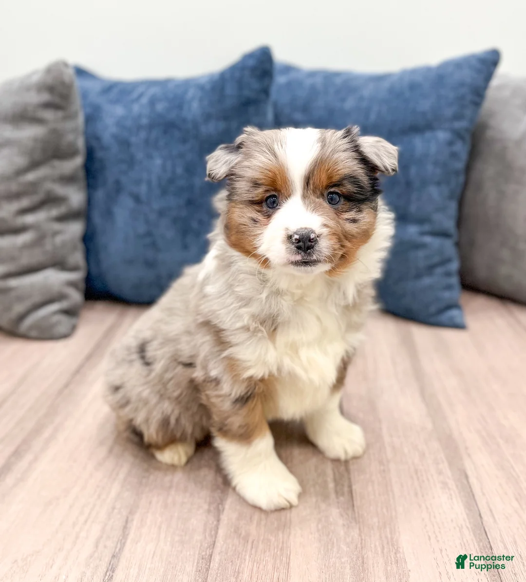 Miniature Australian Shepherd dogs for sale: Joy - Ad 3