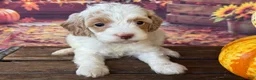 Cockapoo dogs for sale: Ruby - Ad 3