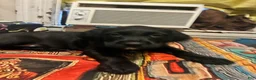 Mixed Breed dogs for sale: Mixed Breed 3 - Ad 2