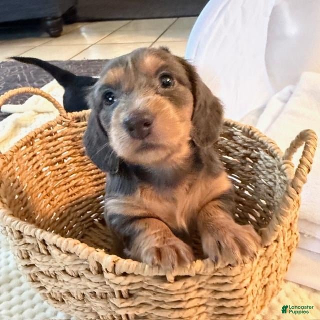 Dachshund dogs Juliett - Ad 1
