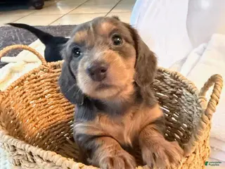 Dachshund dogs for sale: Juliett - Ad 4