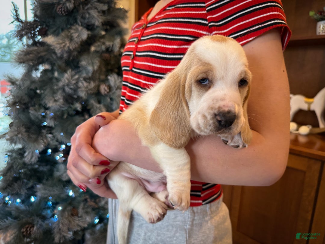 Basset Hound dogs for sale: Sarge - Ad 2