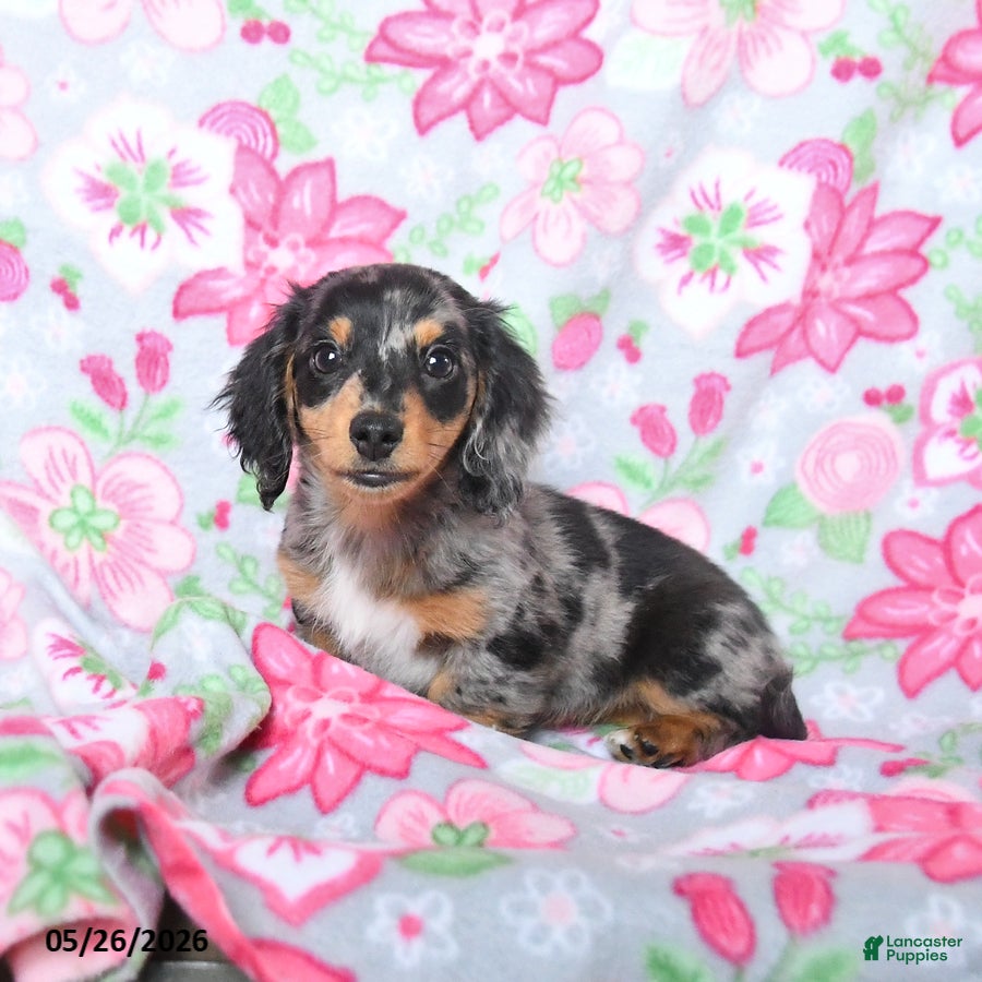 Miniature Dachshund dogs Dottie - Ad 1
