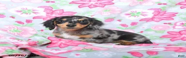 Dottie