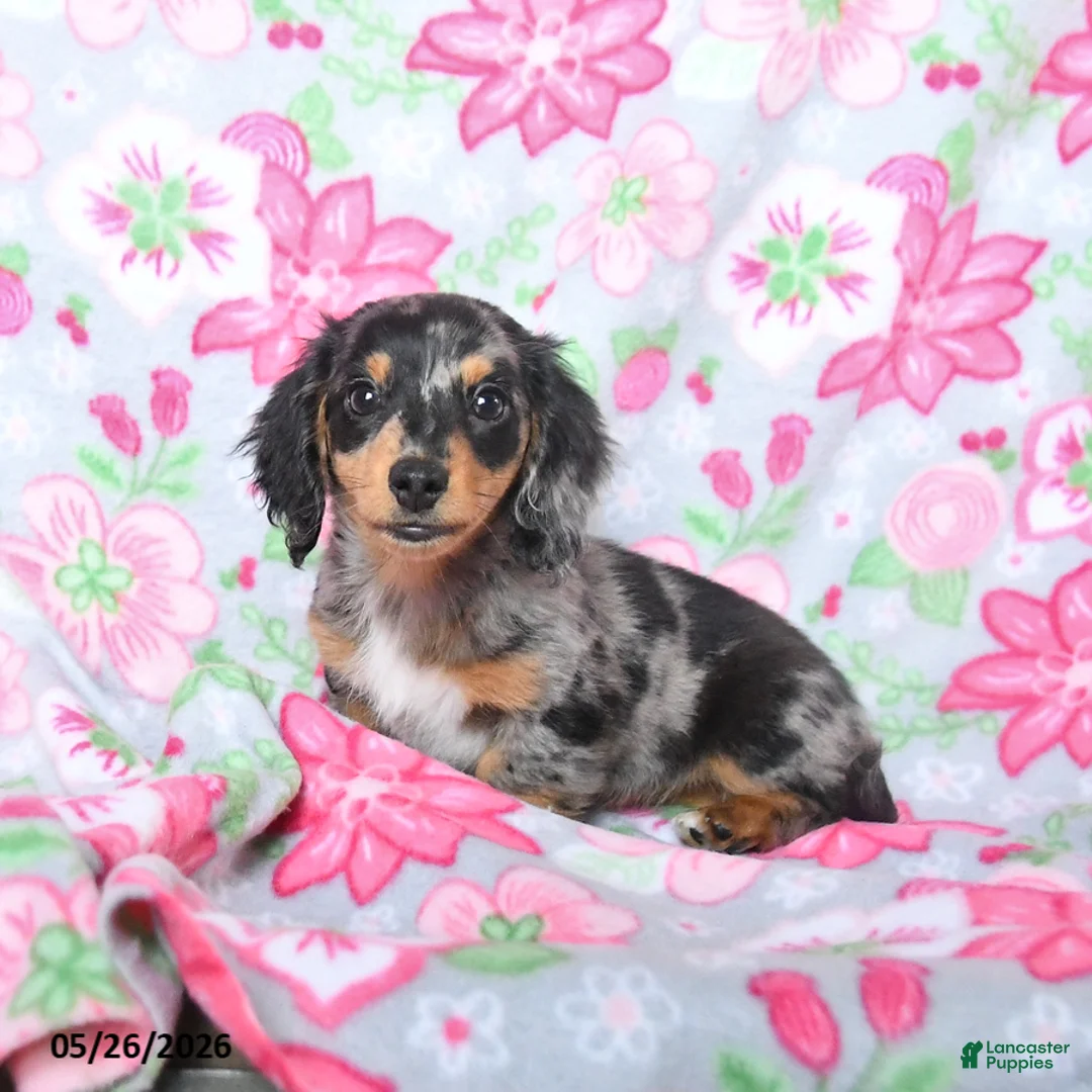 Miniature Dachshund dogs for sale: Dottie - Ad 1