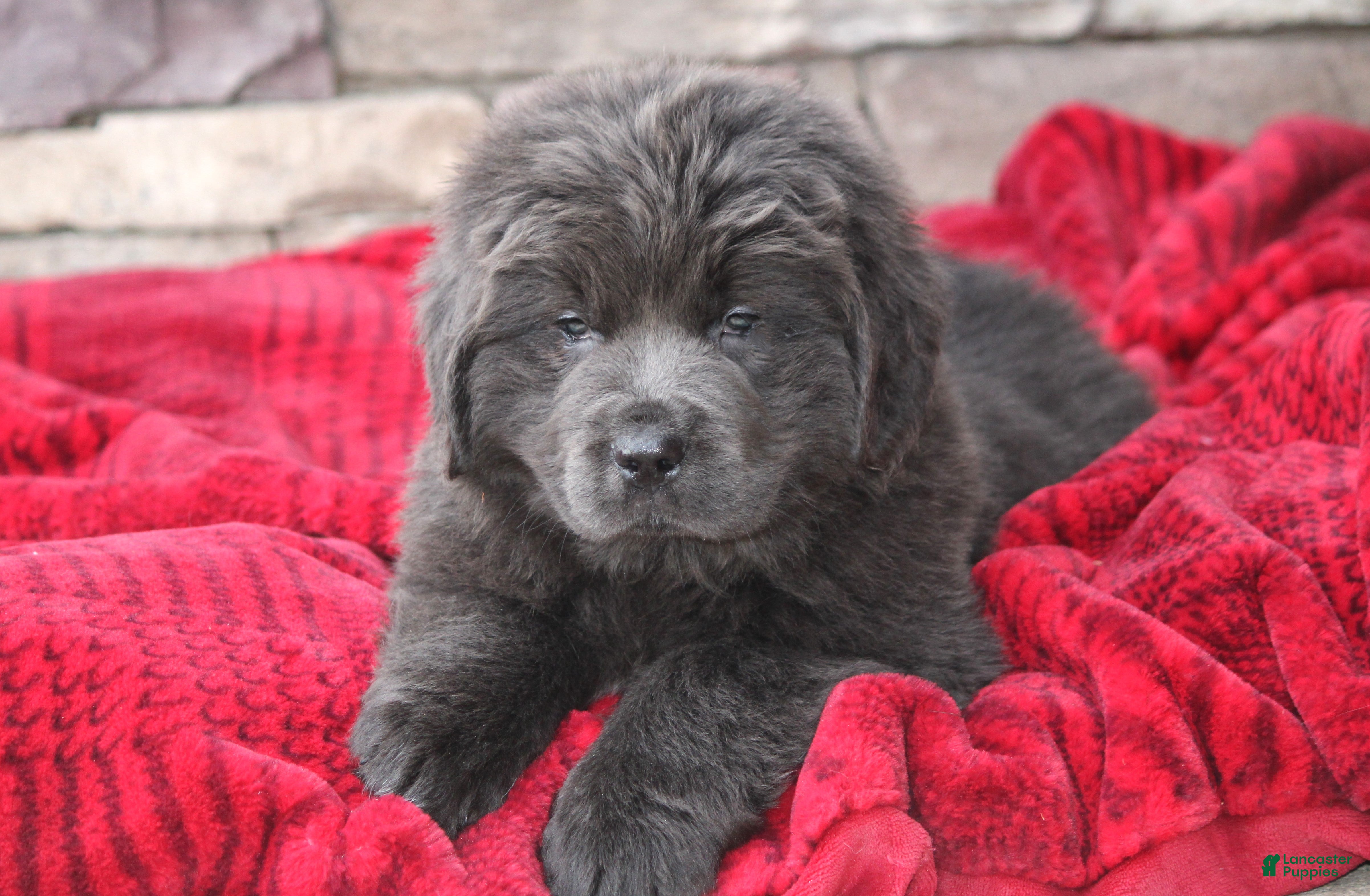 Newfoundland dogs Trey  - Ad 32