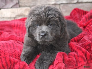 Newfoundland dogs Trey - Ad 19