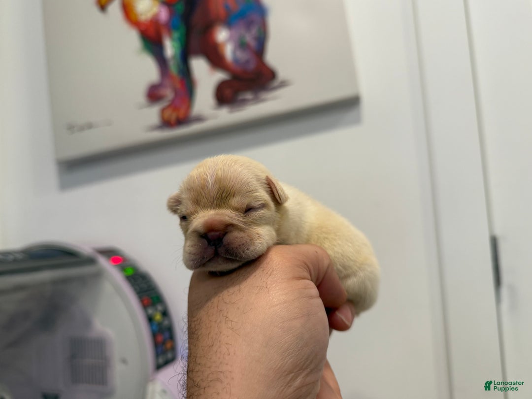 French Bulldog dogs for sale: Skye - Ad 3