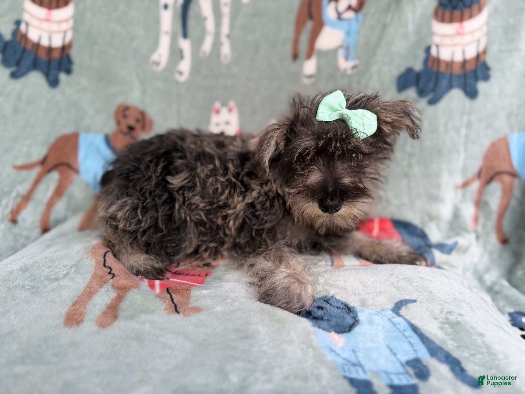 Miniature Schnauzer dogs Piper - Ad 2