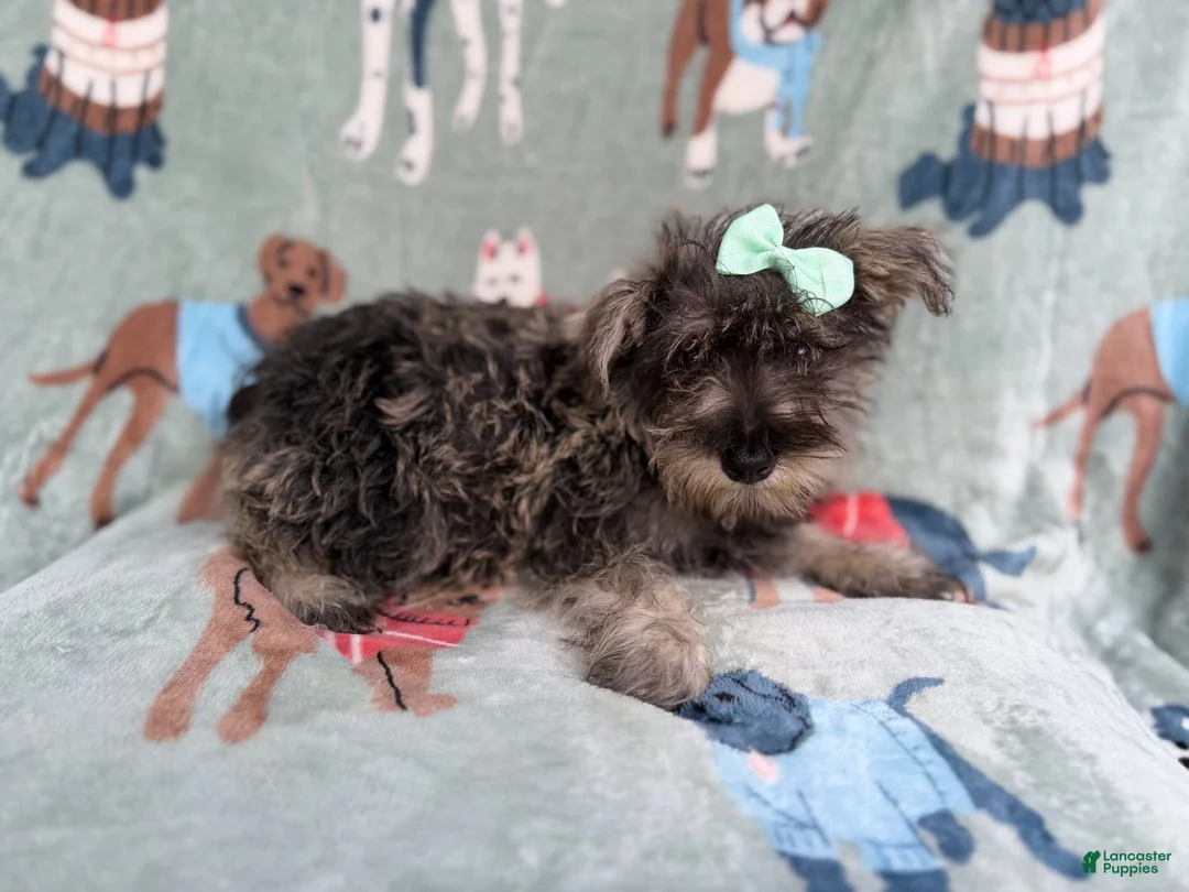 Miniature Schnauzer dogs for sale: Piper - Ad 2