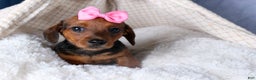 Miniature Dachshund dogs for sale: Jenny - Ad 4