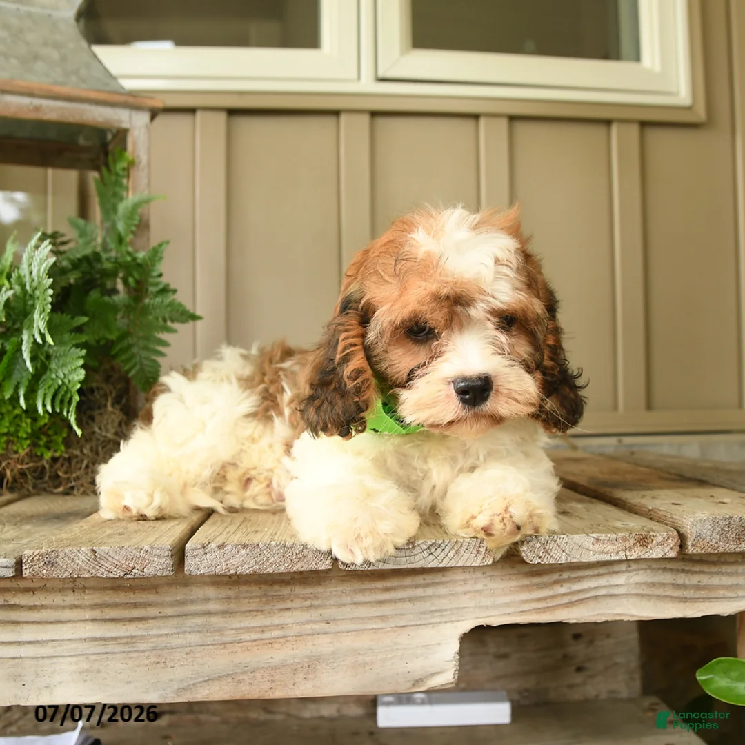 Cavachon dogs for sale: Willa - Ad 2