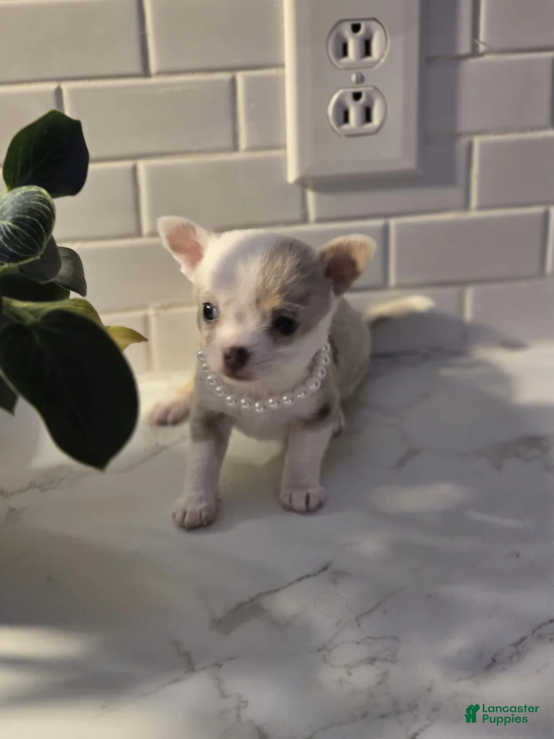 Chihuahua dogs for sale: lilly - Ad 6
