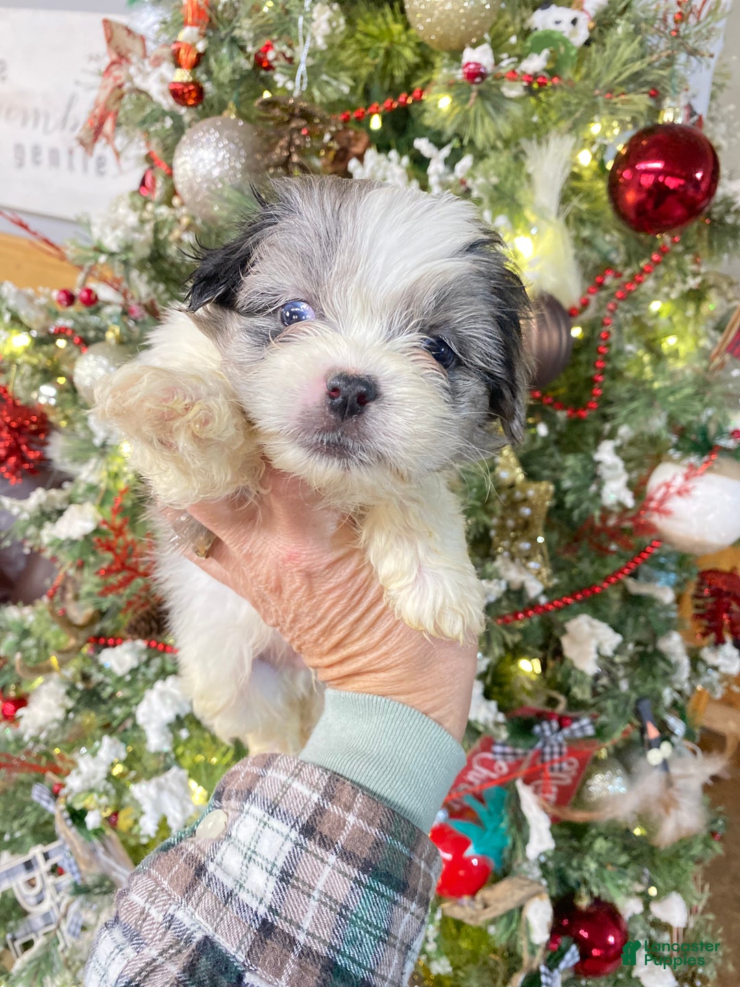 Mixed Breed dogs for sale: Mixed Breed Puppy 1 - Ad 7