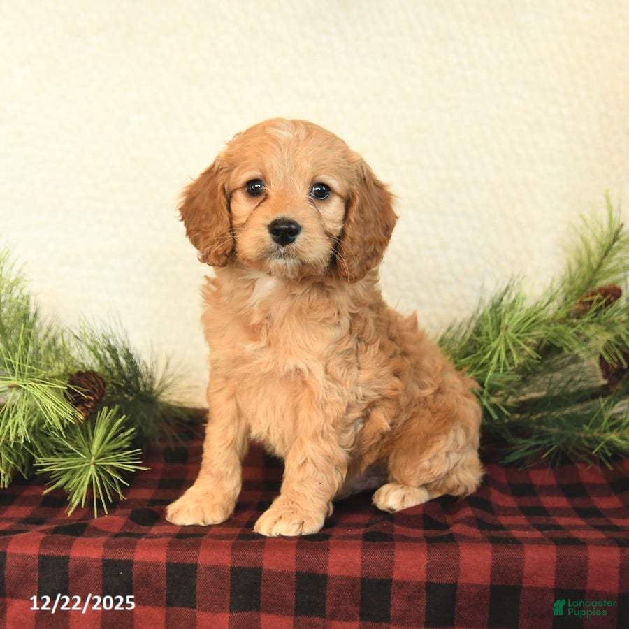 Cockapoo dogs Winston - Ad 14