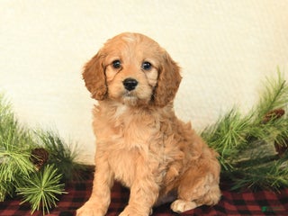 Cockapoo dogs Winston - Ad 13