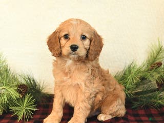 Cockapoo dogs Winston - Ad 20