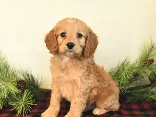 Cockapoo dogs Winston - Ad 36