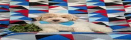 Bichpoo dogs for sale: Zaden - Ad 3