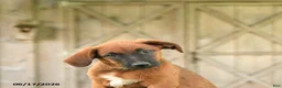 Mixed Breed dogs for sale: Stella - Ad 3