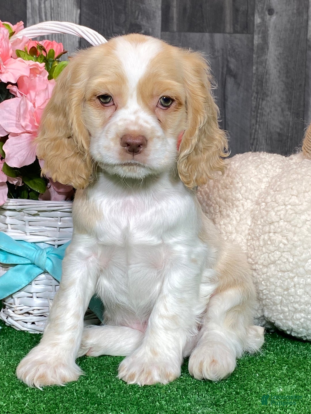 Cocker Spaniel dogs for sale: Tucker - Ad 6